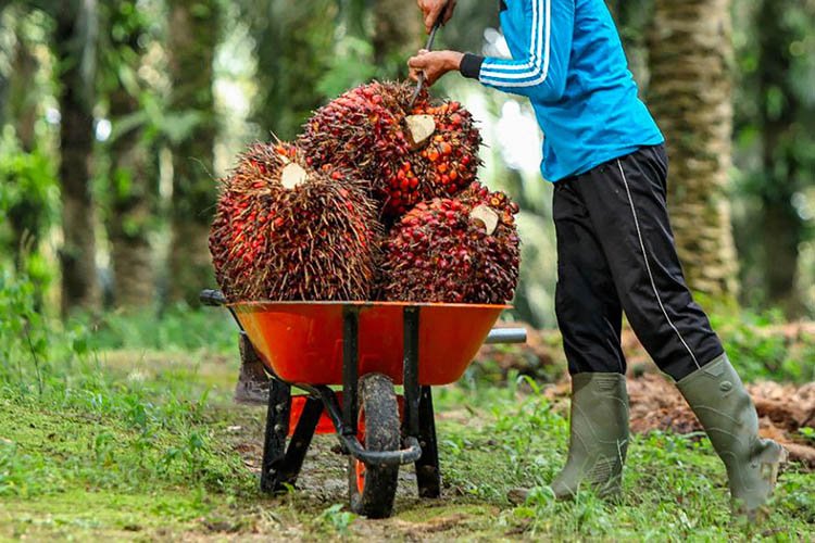 Ilustrasi Petani Sawit