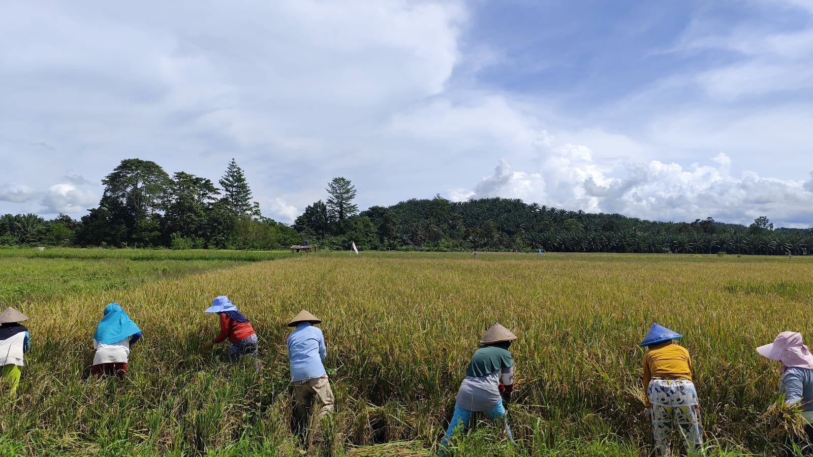 panen palusan padi organik