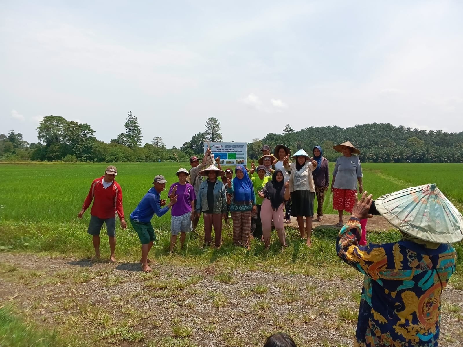 perluasan padi organik
